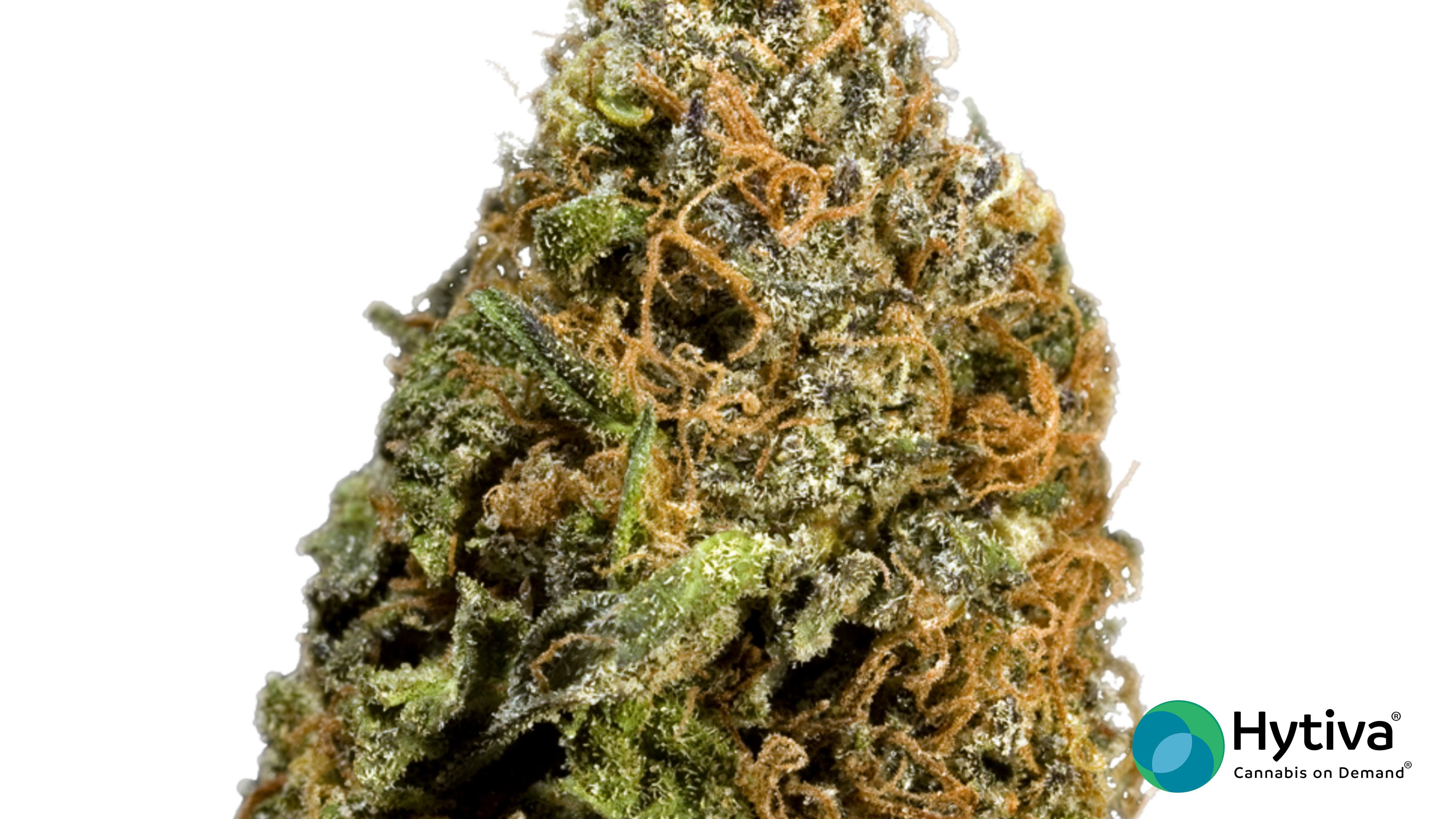 Ringo's Gift - Hybrid Strain