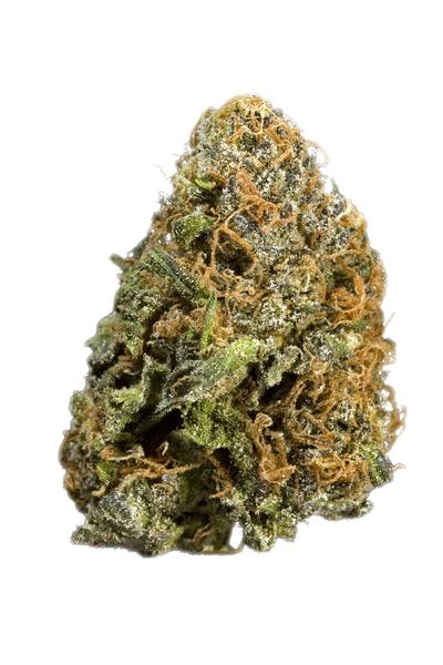 Ringo's Gift - Hybrid Cannabis Strain