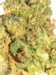 Rocky Dennis Hybrid Cannabis Strain Thumbnail