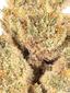 Roll Up Hybrid Cannabis Strain Thumbnail