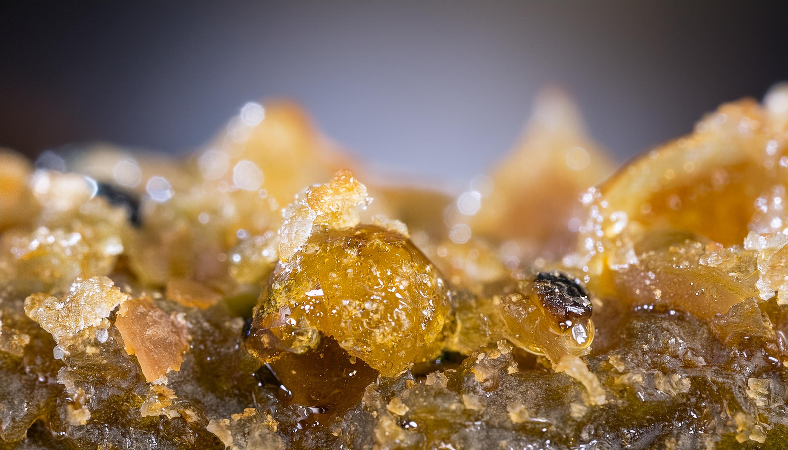 About Cannabis Extracts 