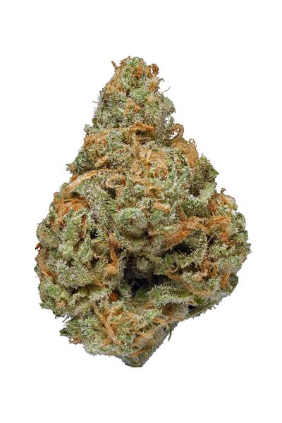 Royal Dwarf - Híbrida Cannabis Strain