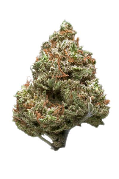 Royal Haze - Hybrid Cannabis Strain