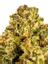 Rude Boi Hybrid Cannabis Strain Thumbnail