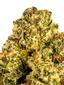 Rude Boi Hybrid Cannabis Strain Thumbnail