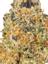 Ruggs Punch Hybrid Cannabis Strain Thumbnail