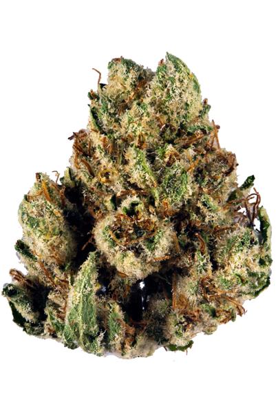 SFV OG - Híbrida Cannabis Strain