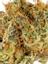 Sangiovese Indica Cannabis Strain Thumbnail