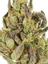 Sangria Hybrid Cannabis Strain Thumbnail
