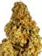 SC X Slymer Hybrid Cannabis Strain Thumbnail