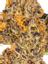 Scoops Hybrid Cannabis Strain Thumbnail