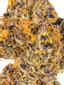 Scoops Hybrid Cannabis Strain Thumbnail