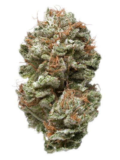 Secret Recipe - Hybride Cannabis Strain