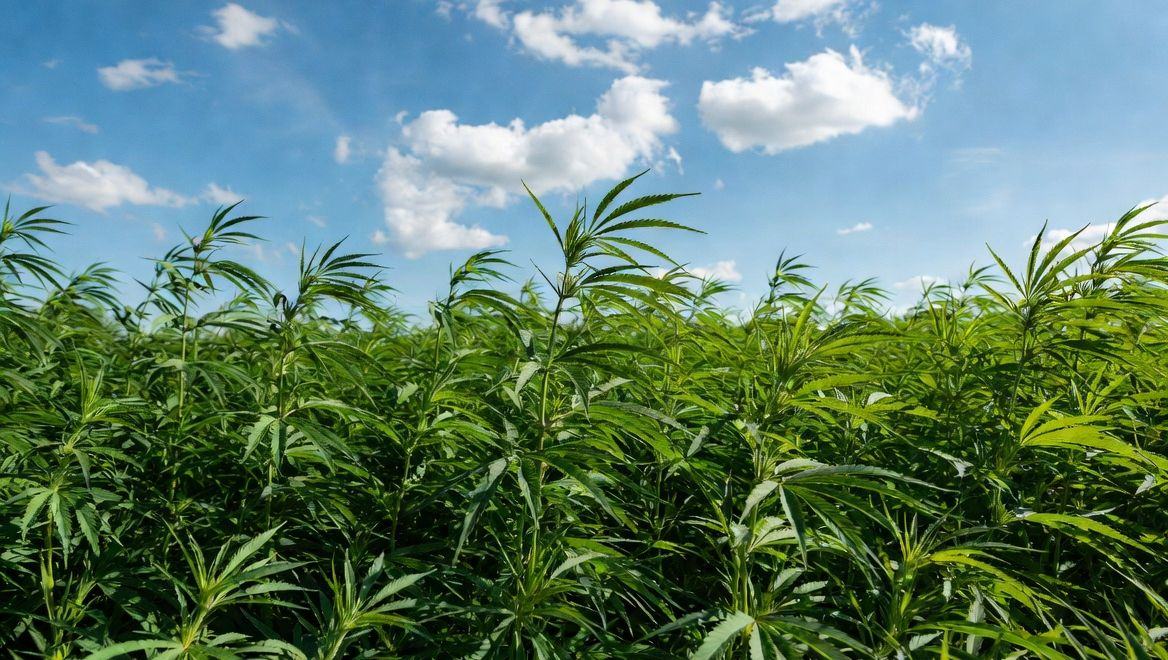 Senate Spending Bill Seeks One-Month Delay of Federal Hemp Ban