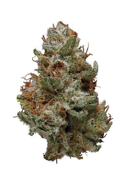 Serious 6 - Sativa Cannabis Strain