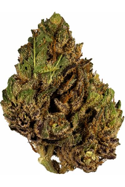 SFZ - Hybrid Cannabis Strain