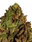 SFZ Hybrid Cannabis Strain Thumbnail