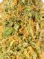 Shangri-La Hybrid Cannabis Strain Thumbnail