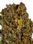 Shape Shifter Hybrid Cannabis Strain Thumbnail