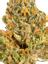 Sherb Hybrid Cannabis Strain Thumbnail