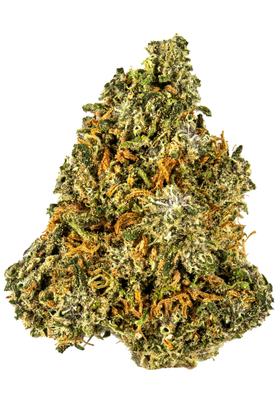Sherpa Derpa - Hybrid Cannabis Strain