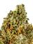 Sherpa Derpa Hybrid Cannabis Strain Thumbnail