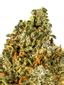 Sherpa Derpa Hybrid Cannabis Strain Thumbnail