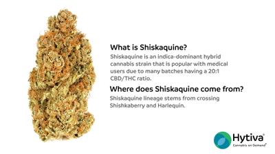  Shiskaquine - Hybrid Cannabis Strain