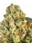 Silky Smooth OG Hybrid Cannabis Strain Thumbnail