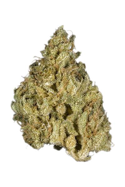 Silver Goo - Hybrid Cannabis Strain