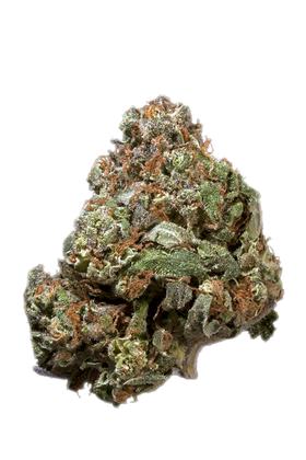 Skunk #1 - Híbrida Cannabis Strain