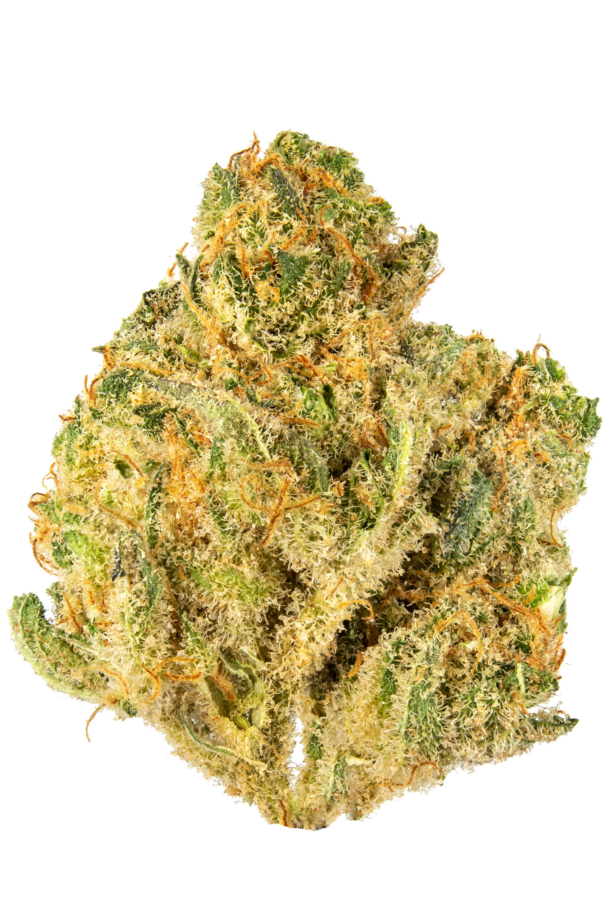 Slimer OG - Hybrid Cannabis Strain