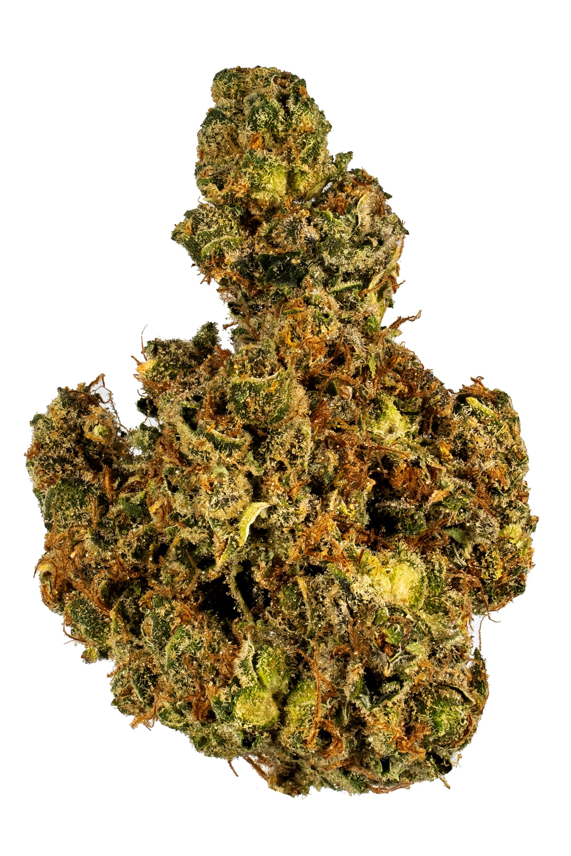 Snowball - Hybrid Cannabis Strain