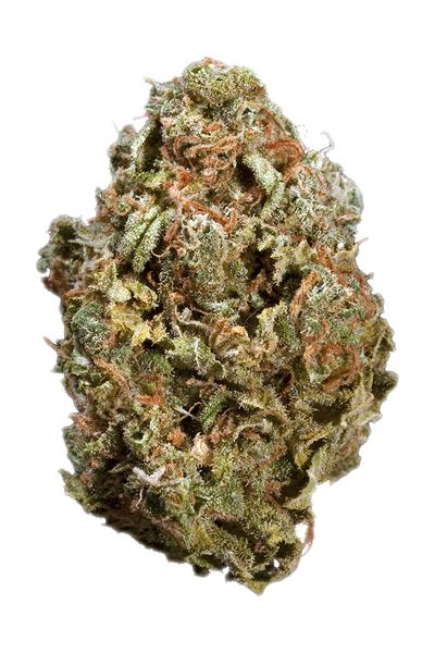 Sonoma Kush - Hybrid Cannabis Strain