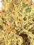 Sound Clash #2 Hybrid Cannabis Strain Thumbnail