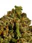 Sour Diesel OG Hybrid Cannabis Strain Thumbnail