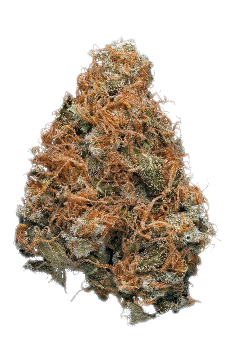 Sour Jedi - Hybrid Cannabis Strain