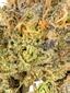 Sour Trix Hybrid Cannabis Strain Thumbnail