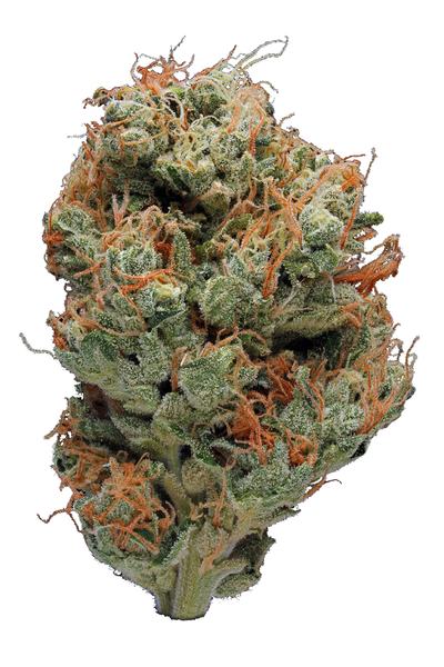 Sour Willie - Hybrid Cannabis Strain