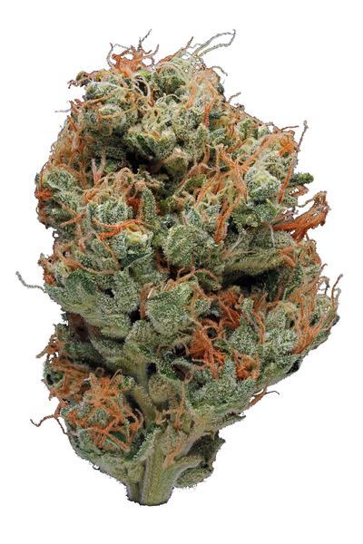 Sour Willie - Híbrido Cannabis Strain