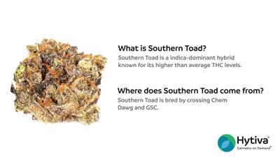 Southern Toad - Hybrid Strain