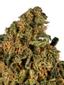 Spartan Snow Hybrid Cannabis Strain Thumbnail