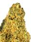 Spyrock Sour Hybrid Cannabis Strain Thumbnail