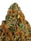 Star Pie Hybrid Cannabis Strain Thumbnail