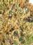 TK Stardawg Haze Hybrid Cannabis Strain Thumbnail