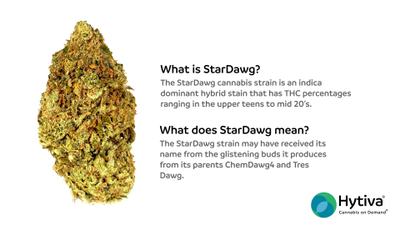 Stardawg - Hybrid Cannabis Strain