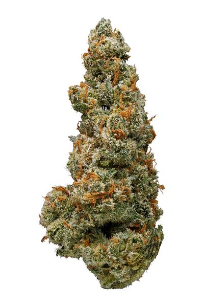 Stevie Wonder - Hybrid Cannabis Strain
