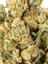Sticky Larry Hybrid Cannabis Strain Thumbnail