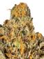 Stir Fry Hybrid Cannabis Strain Thumbnail