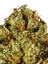 Stoney Point Hybrid Cannabis Strain Thumbnail
